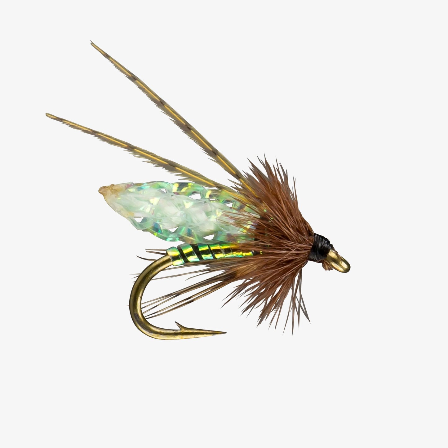 RIO PC Pupa